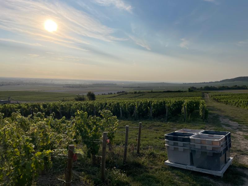 Photo caisse de vendanges dans les vignes