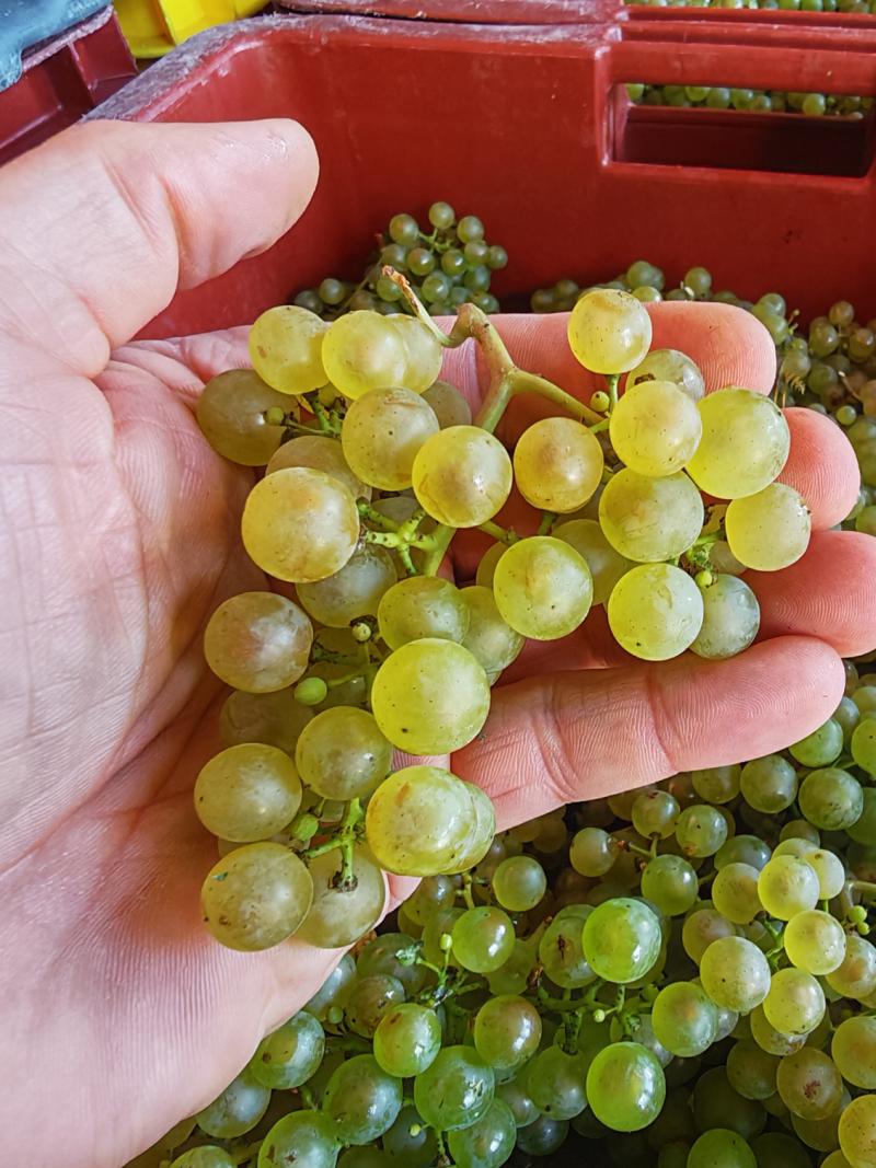 Photo de Chardonnay matu 2025