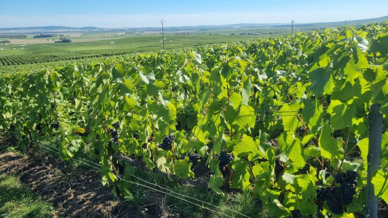 photo de raisin noir pendant les vendanges 2025
