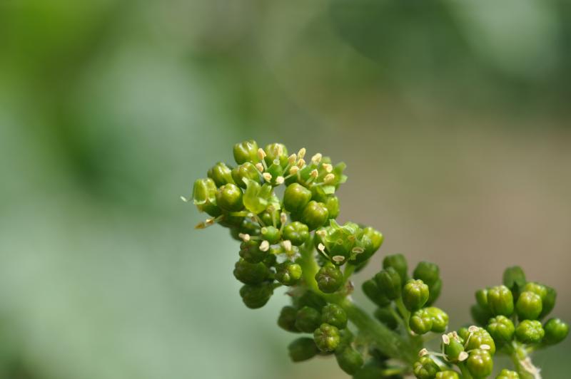 Photo fleur de vigne