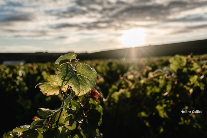 Photo de vigne et soleil
