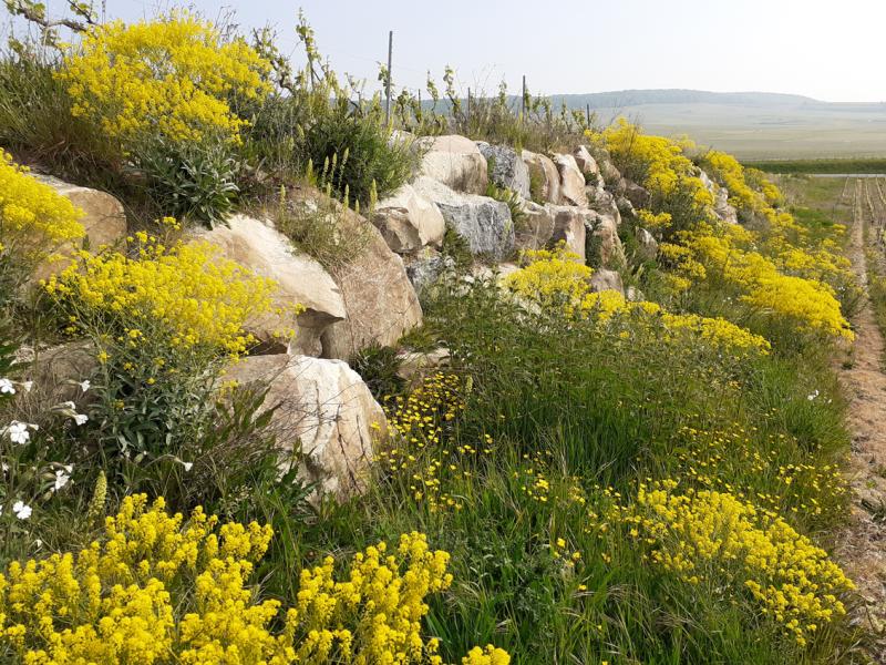 Photo d'un muret fleuri - talus