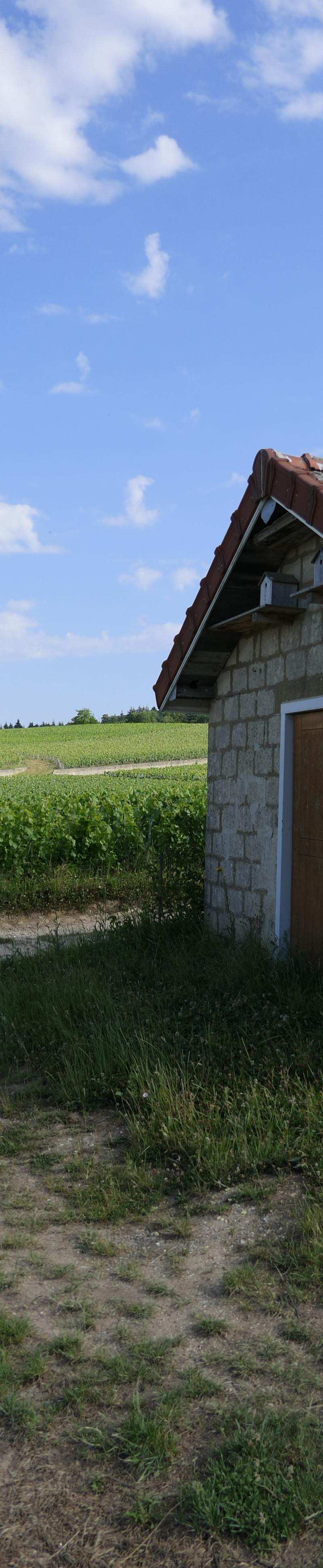Photo du portique imagerie caisse de vendange
