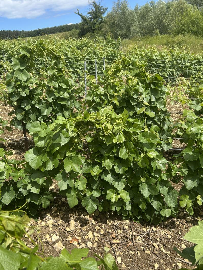 Une des différentes pratiques de gestion de la surface foliaire - le tressage.