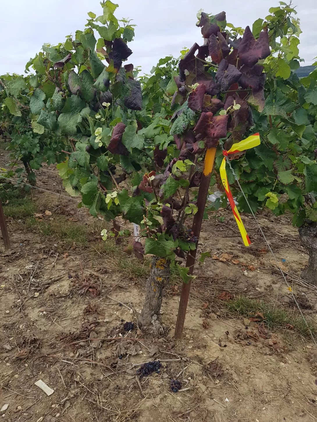 Cep atteint de jaunisse marqué après prospection.