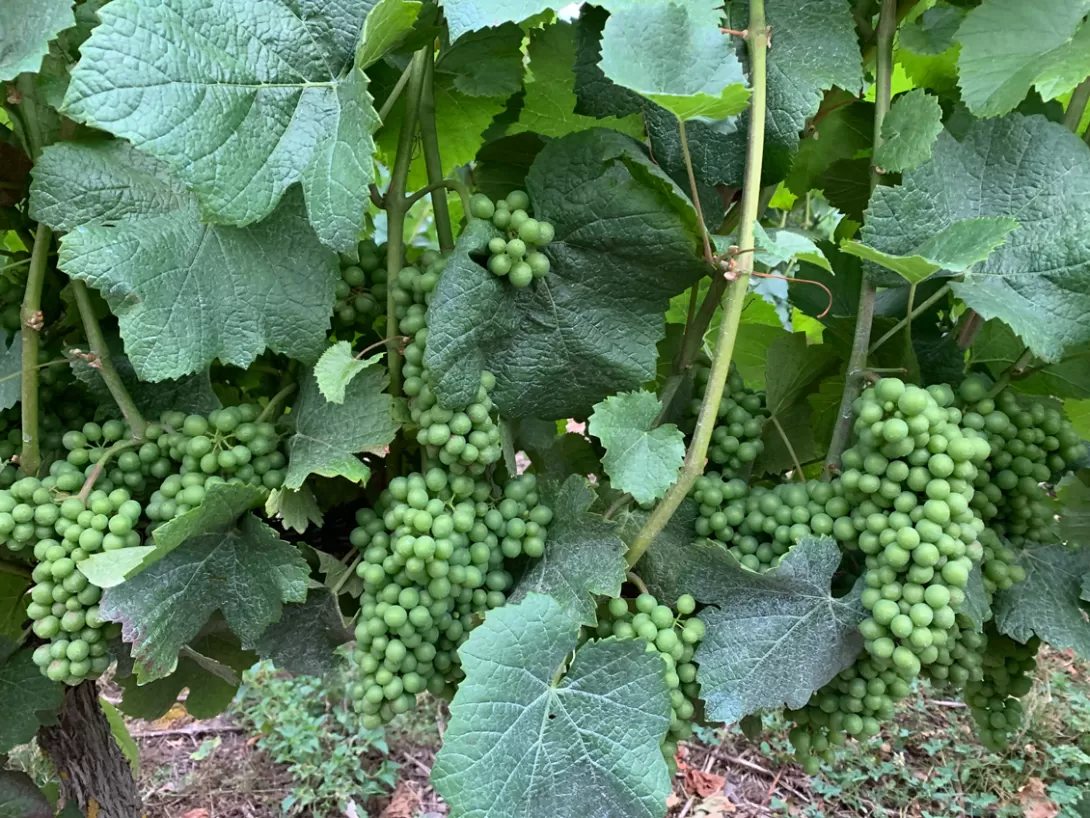 Mur de raisins