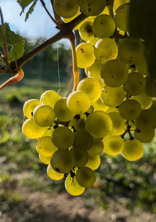 Photo de couverture. Grappe de Chardonnay