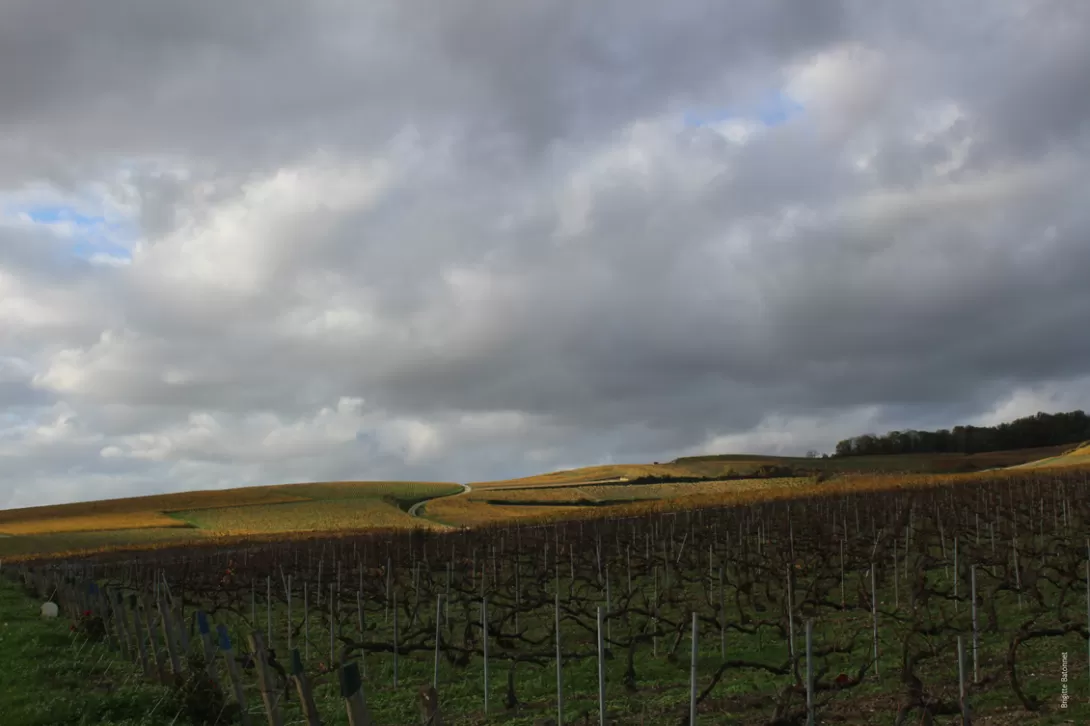 Paysage de vigne en novembre avec nuages