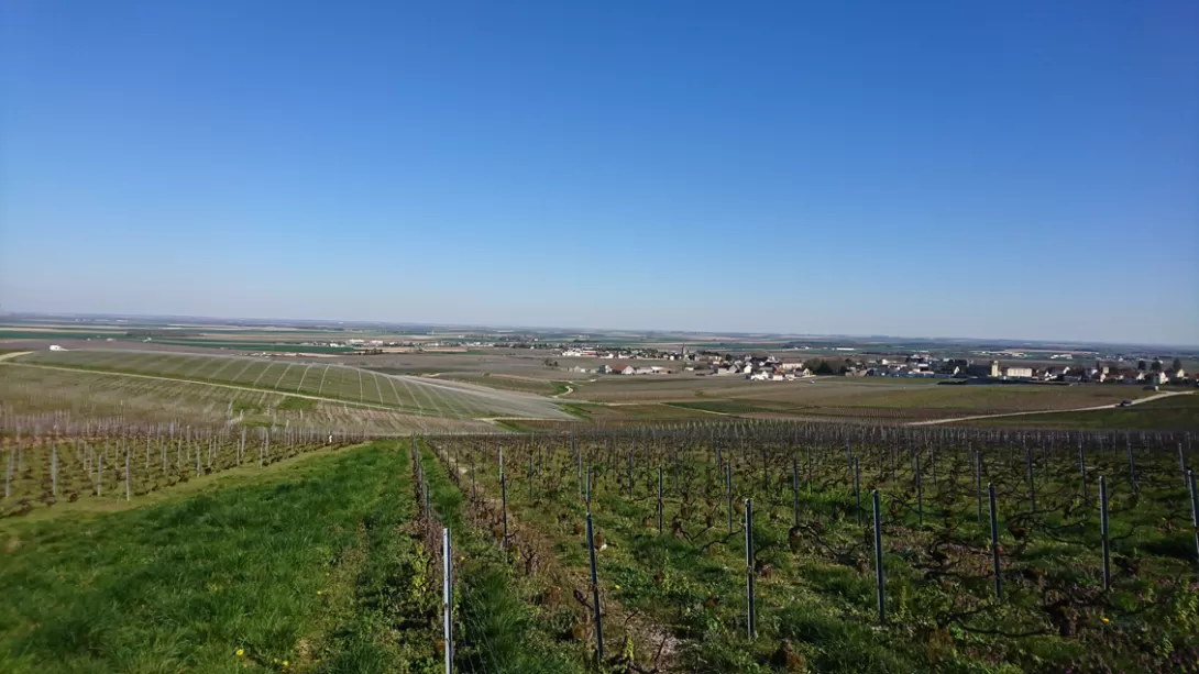 Photo paysage de vigne