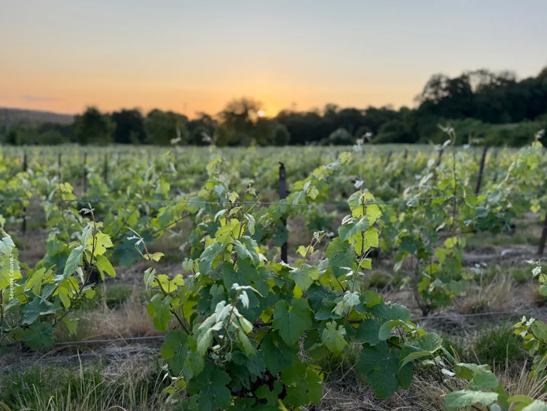 Photo de Séverine Tréfouël coucher de soleil dans les vignes