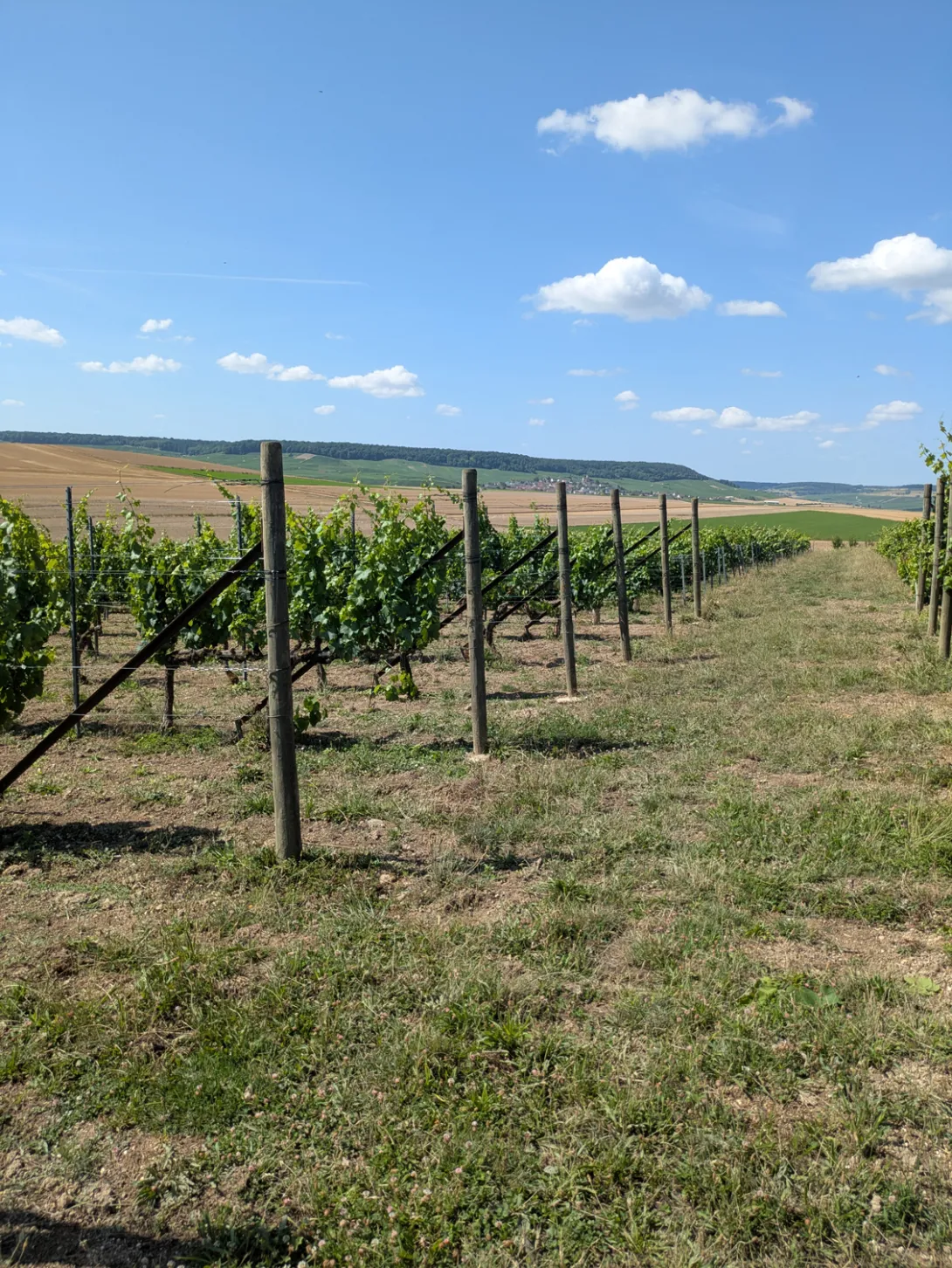 Photo de vigne avec piquet bois à Plumecoq