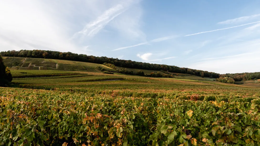 Photo de Hélène Guillet paysage viticole