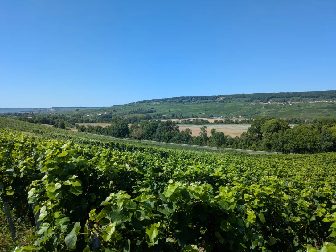 Paysage de Champagne et ciel bleu