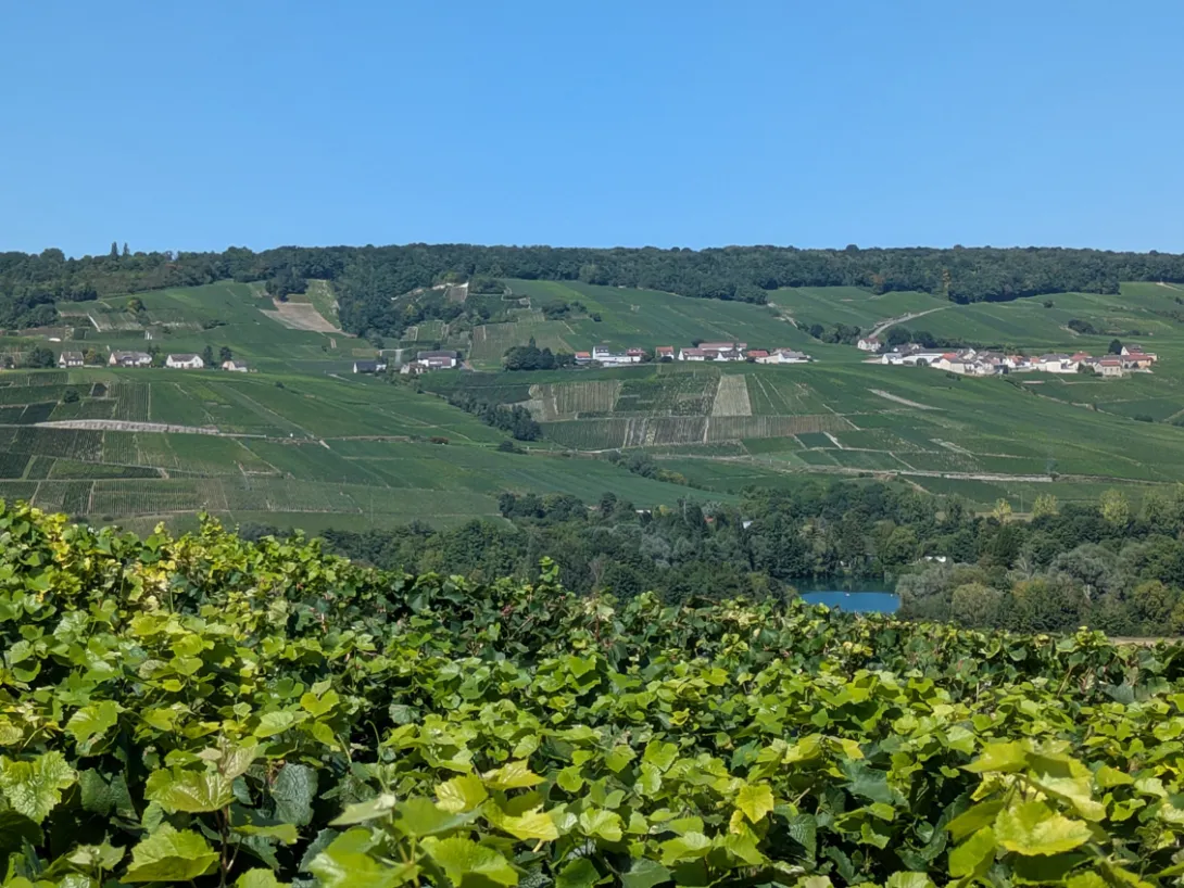 Panorama de vigne