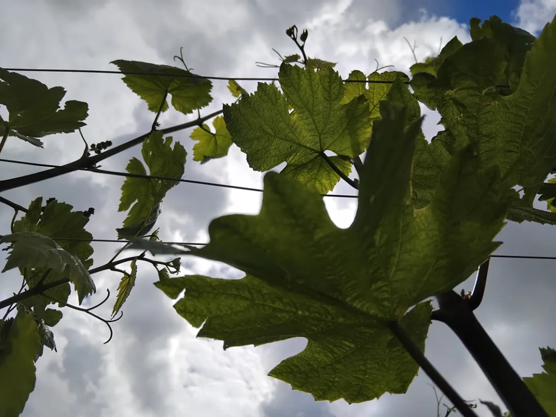 Photo de présentation feuilles de vigne vue par le dessous