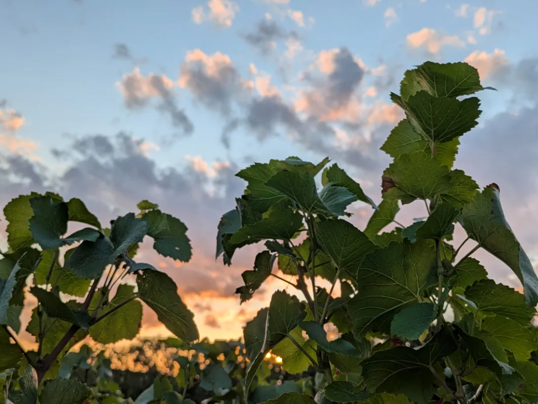 Photo de feuilles vignes et nuages 