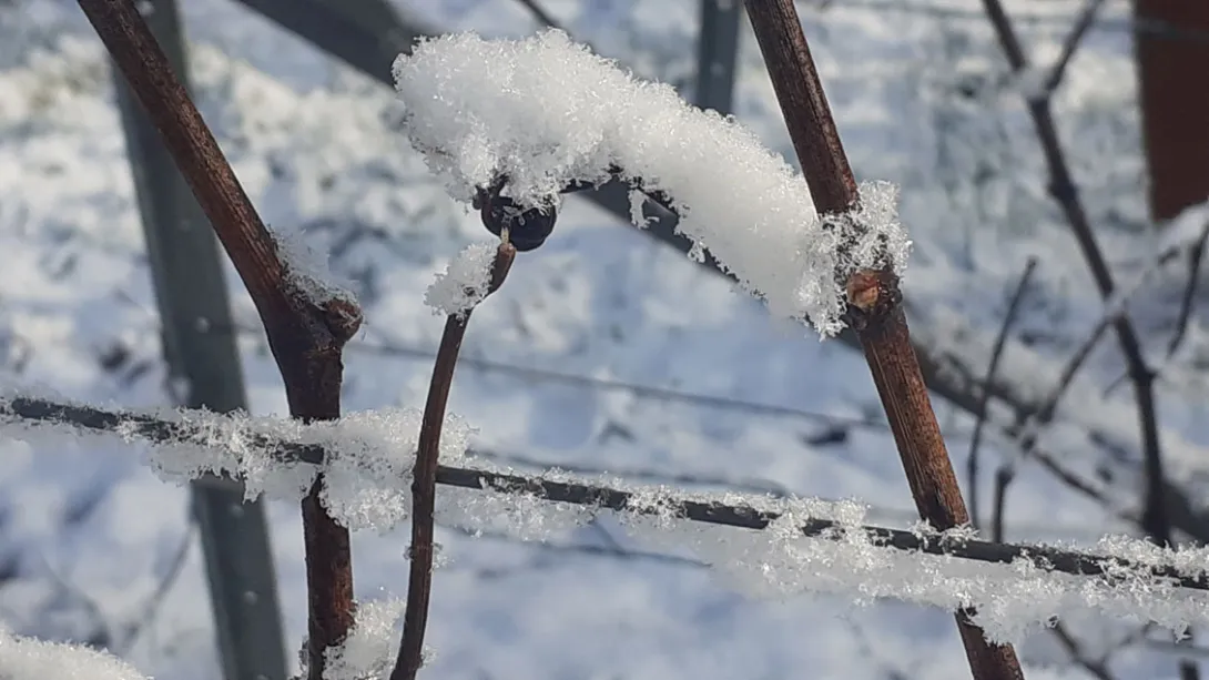 Photo de neige sur sarment de vigne
