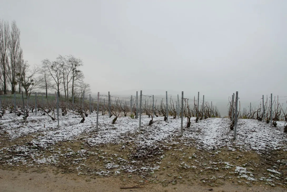 Vigne enneigée