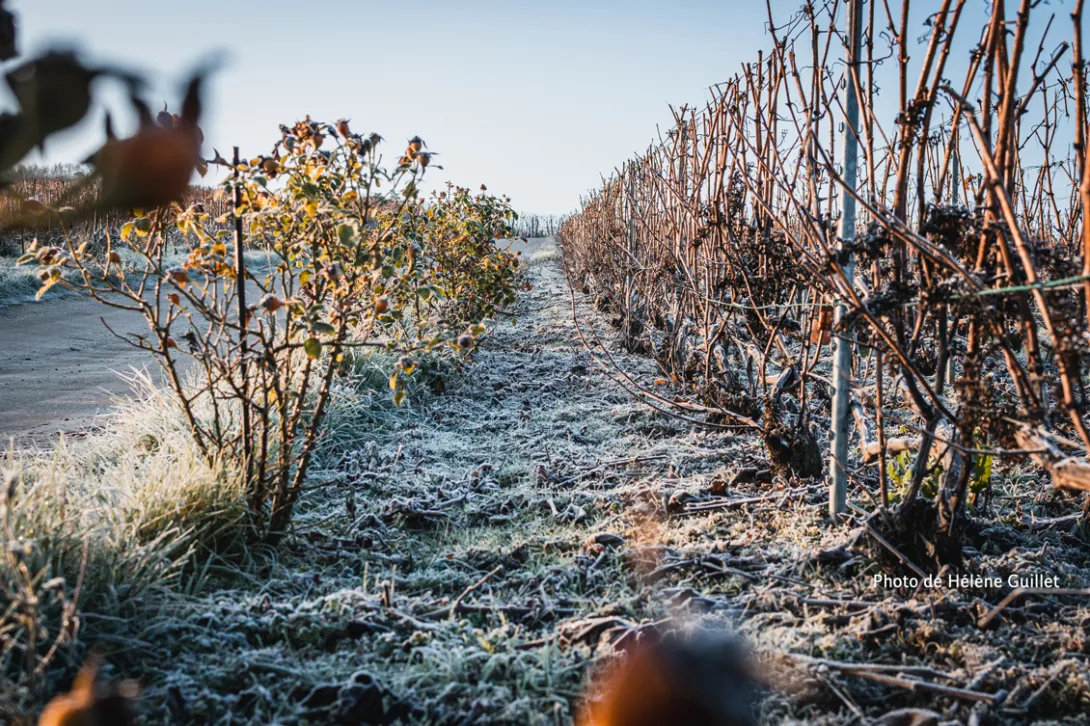 Photo de Hélène Guillet Vigne givrée