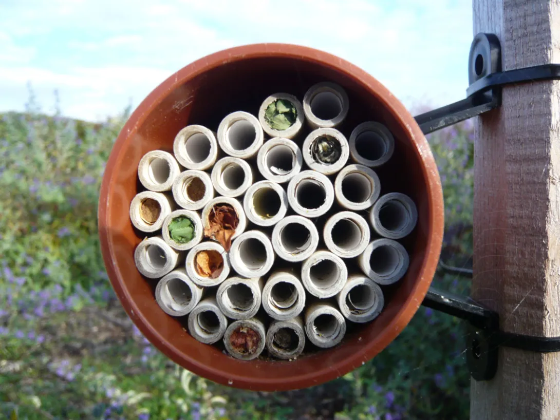 Photo de nichoir à insectes