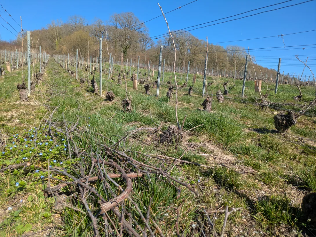 Taille. Sarments de vigne au sol