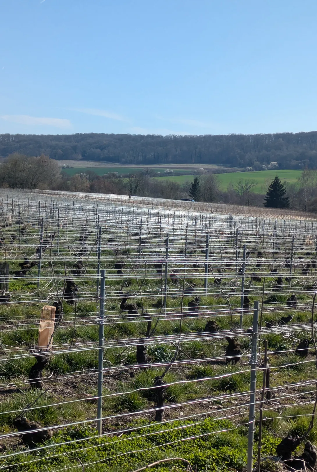 Vigne et piquets