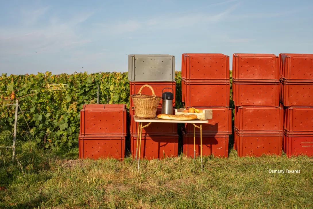 Photo d'Osmany Tavares. Caisses de vendanges dans les vignes