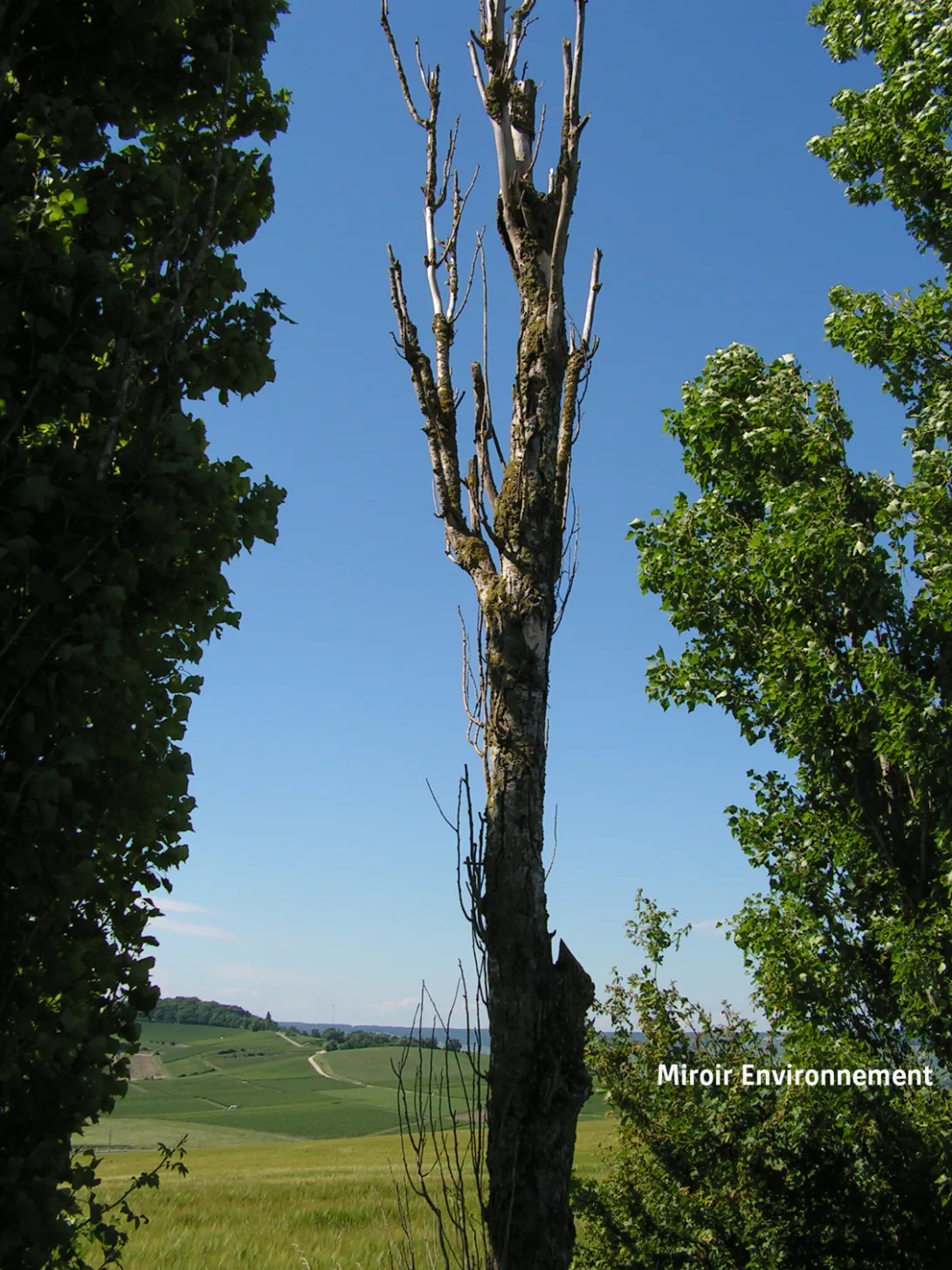 Photo de Miroir Environnement - Arbre mort