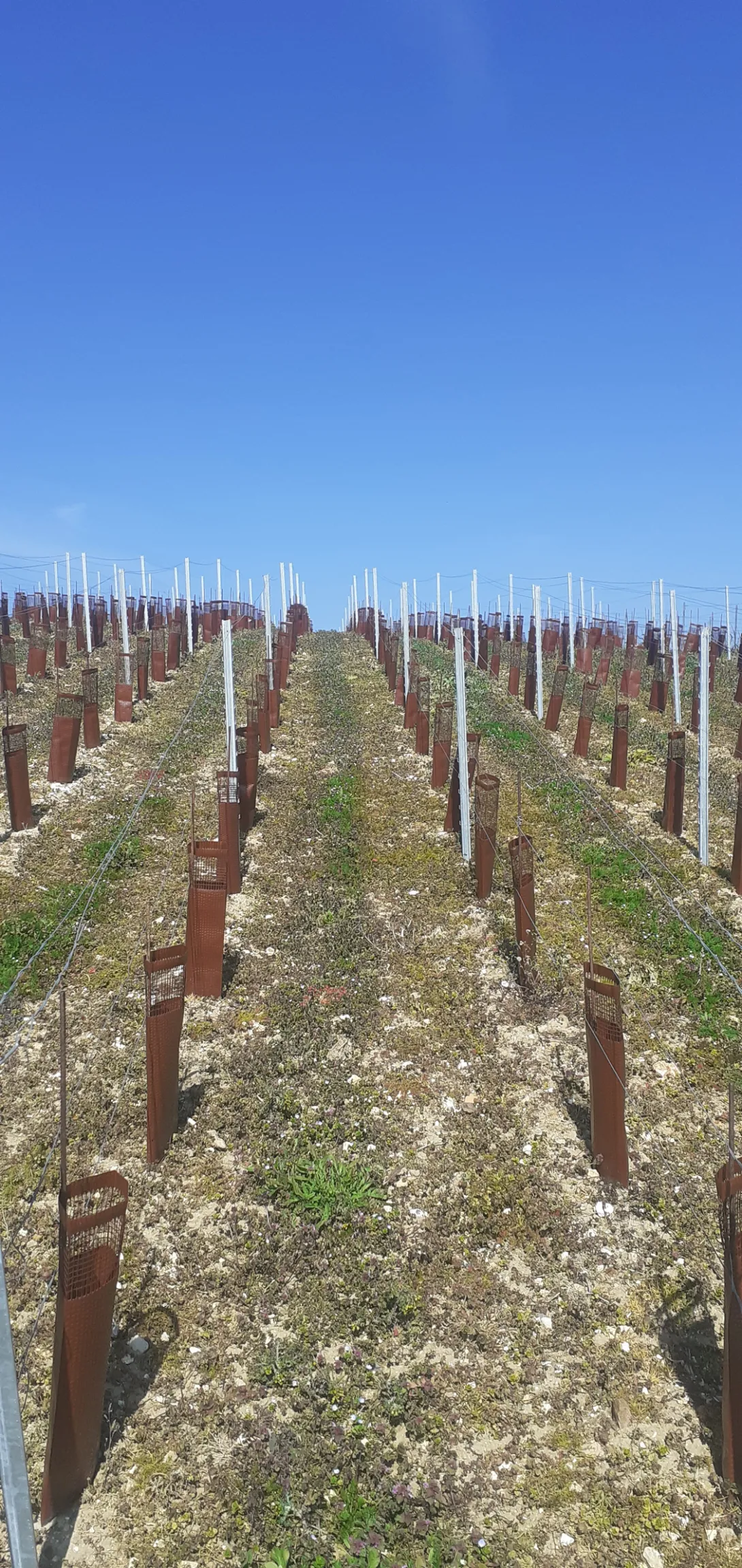 Photo d'une jeune plantation avec tuteurs