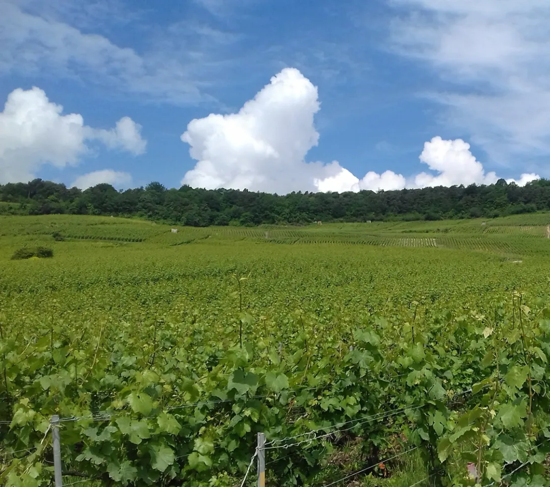 Photo paysage de vignes