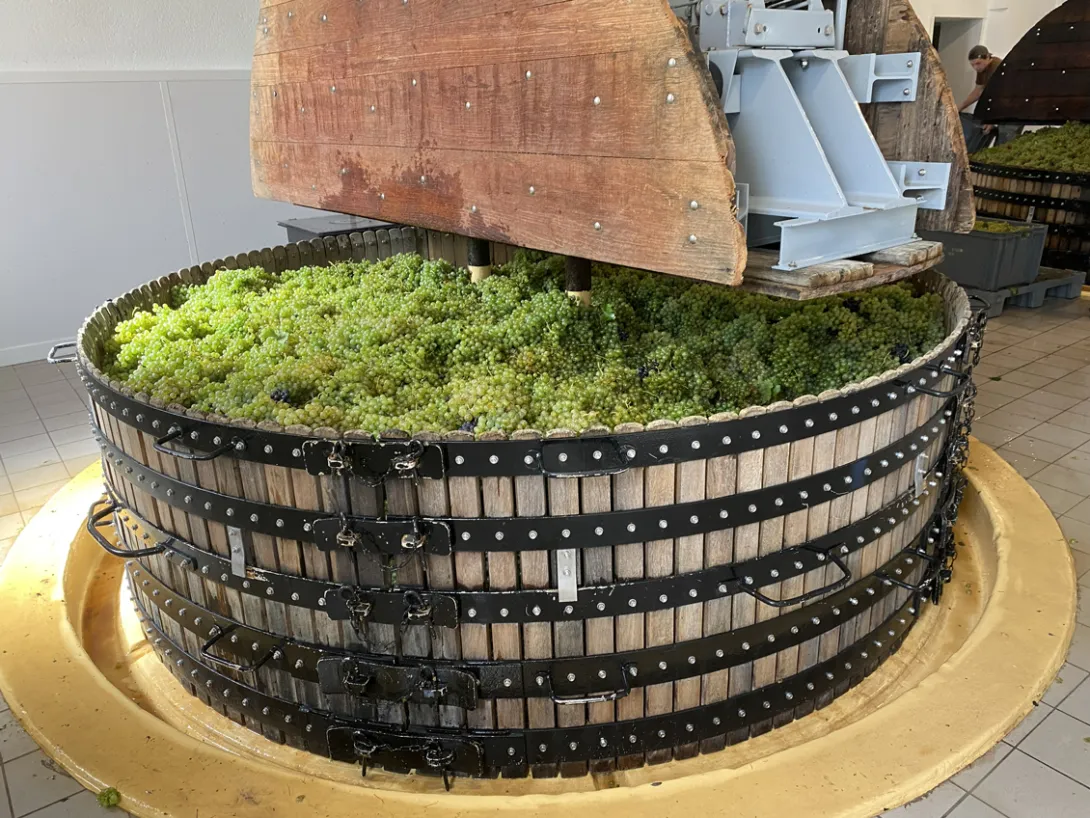 Pressoir tradi et grappes de Voltis