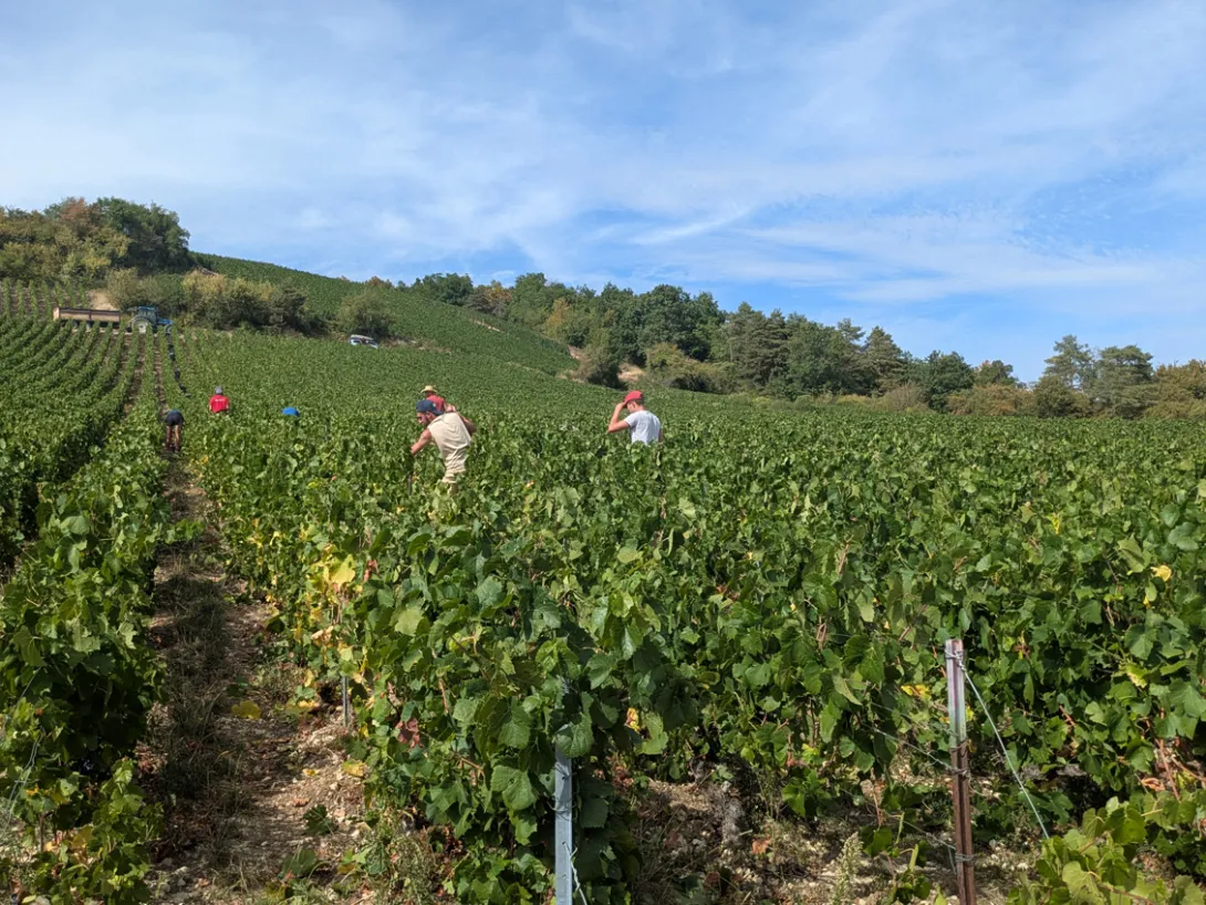 Photo de vendangeurs dans les vignes