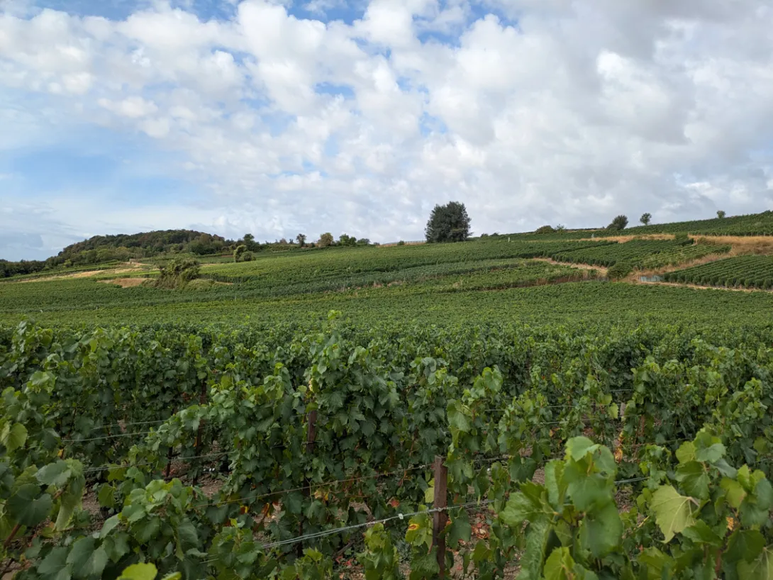 Photo d'un vignoble entière sain.