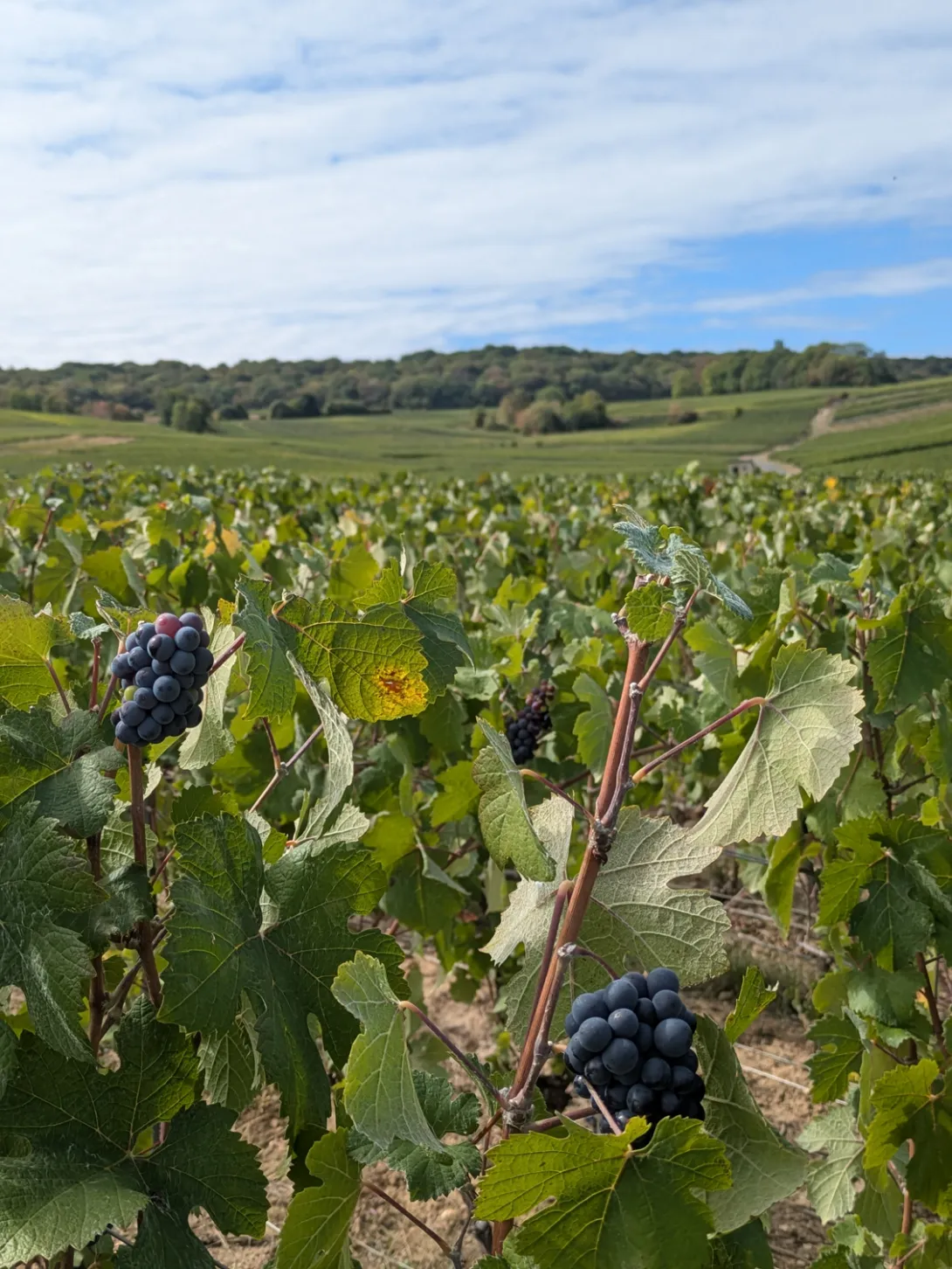 Photo de vigne en septembre 2026